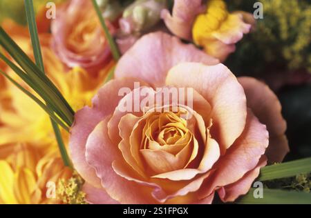 Einfarbiger Blütenteppich in Gelb- und Rosa-Tönen, eine Rosenblüte in der Mitte hervorgehoben, von oben, Nahaufnahme. Eine einzelne Blüte einer Rose sur Stockfoto