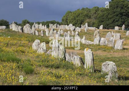 Menhirs, in der Nähe von Carnac, Bretagne, Frankreich, Europa Stockfoto