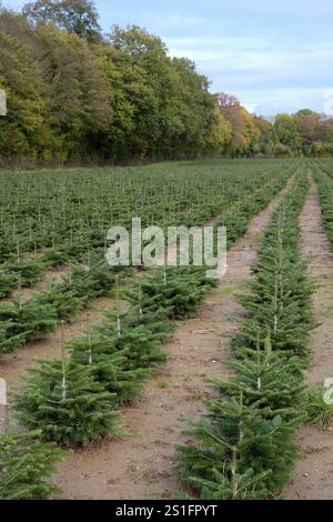 Bäume in Reihen gepflanzt in einer Weihnachtsbaumkultur. Hochformat. Präzise in Reihen gepflanzt: Nadelbäume einer Weihnachtsbaumplantage. Vertikale Form Stockfoto