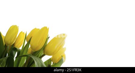 Schöner gelber Tulpenstrauß auf weißem Hintergrund Stockfoto