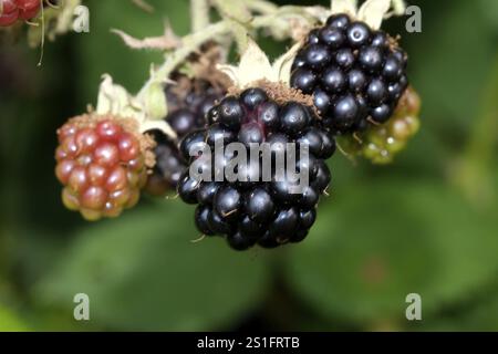 Brombeeren in verschiedenen Reifestadien. Nahaufnahme, Querformat. Brombeeren in unterschiedlichen Reifegraden. Nahaufnahme, horizontales Format Stockfoto