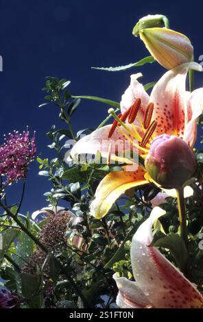 Geöffnete Blüte einer Lilie und noch geschlossene Blüte einer Pfingstrose, Hintergrund tiefblau, Detail aus einem opulenten Blumenstrauß geöffnete Blüte einer Lilie und Stil Stockfoto