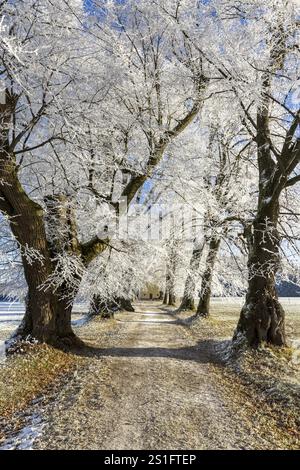 Schneebedeckte Bäume bilden einen winterlichen Pfad unter blauem Himmel, Lindenallee bei Maria Schnee, Nassenbeuren, Unterallgaeu, Bayern, Deutschland, Europa Stockfoto