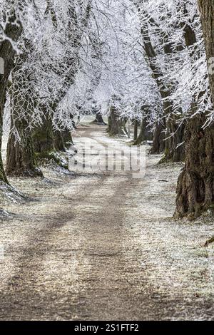 Ein gefrorener Pfad schlängelt sich durch schneebedeckte Bäume und strahlt Ruhe aus, Lindenallee bei Maria Schnee, Nassenbeuren, Unterallgaeu, Bayern, Stockfoto