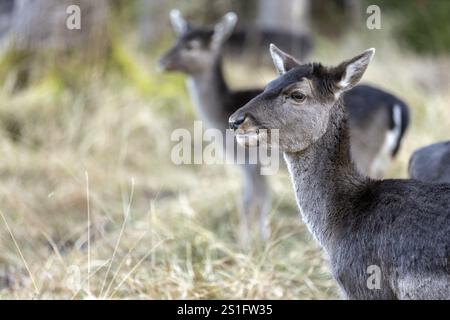 Damhirsch, Damhirsch (Dama dama), Wildpark Landsberg am Lech, Oberbayern, Bayern, Deutschland, Europa Stockfoto