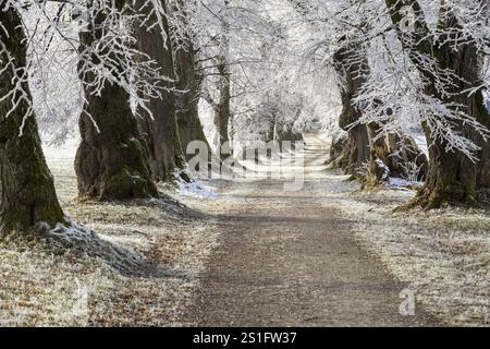 Ein Pfad schlängelt sich durch schneebedeckte Bäume und schafft eine winterliche Ruhe, Lindenallee bei Maria Schnee, Nassenbeuren, Unterallgaeu, Bayern Stockfoto