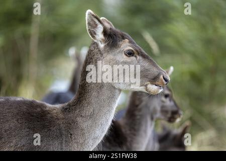 Damhirsch, Damhirsch (Dama dama), Wildpark Landsberg am Lech, Oberbayern, Bayern, Deutschland, Europa Stockfoto