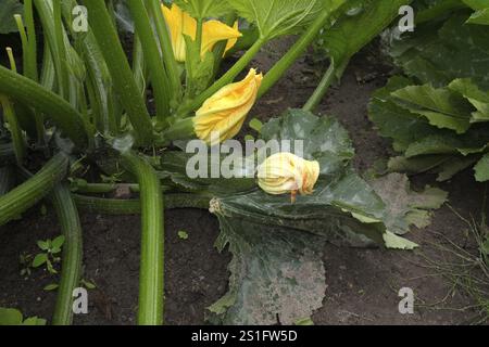 Zucchinipflanze mit verschiedenen Blütenblüten und Fruchtentwicklung im Gartenbeet. Querformat. Zucchinipflanze mit verschiedenen Blüten und fr Stockfoto