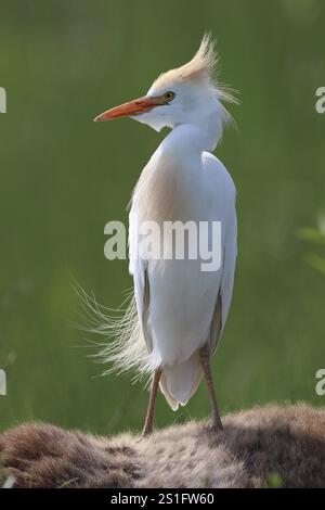 Rinderreiher, Bubulcus Ibis, stehend auf dem Pferd Stockfoto
