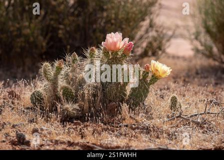 Prckly Birnenkaktus in Blüte, Navajo Nation, Arizona. Stockfoto