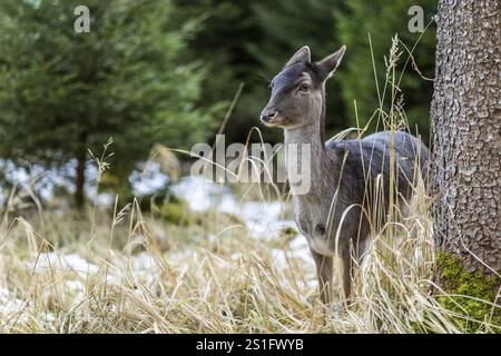 Damhirsch, Damhirsch (Dama dama), Wildpark Landsberg am Lech, Oberbayern, Bayern, Deutschland, Europa Stockfoto