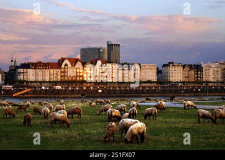 Herde von Weideschafen auf den Rheinwiesen in Düsseldorf. Gegenüber der Rheinufer-Promenade mit der Hausfront des Mannesmannufers im letzten li Stockfoto