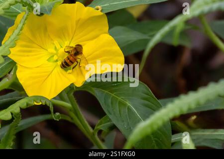 Nahaufnahme einer weiblichen Biene, die Pollen in einem Pollenkorb auf einer gelben Teichblume trägt. Stockfoto