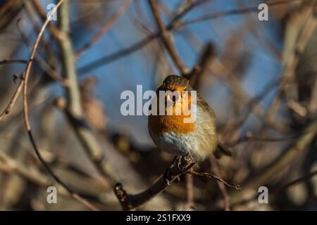 Ein Bild von einem Robin, der in einer Hecke singt Stockfoto