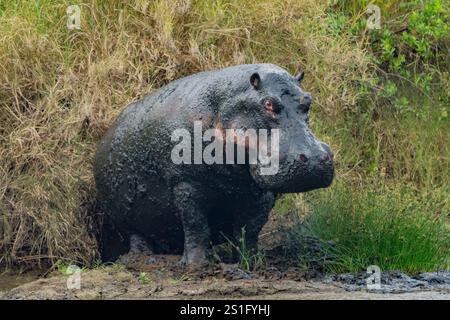 Flusspferde (Hippopotamus amphibius), großes, mit Schlamm bedecktes Nilpferd am Flussufer Stockfoto