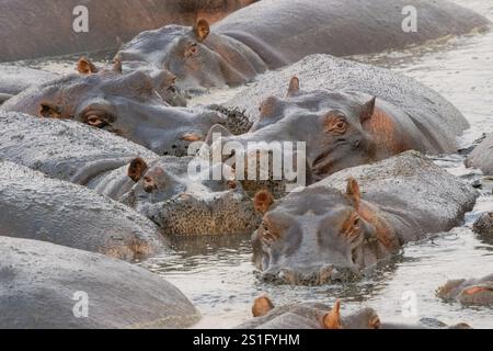 Sammlung von Hippopotamus (Hippopotamus amphibius) in einem Fluss Stockfoto