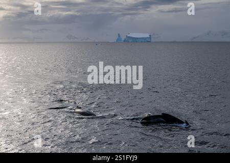 Antarktische Landschaft mit tauchenden Buckelwalen Stockfoto