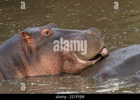 Nilpferde (Hippopotamus amphibius) in einem Fluss, der Mineralien vom Rücken eines anderen Nilpferdes leckt Stockfoto