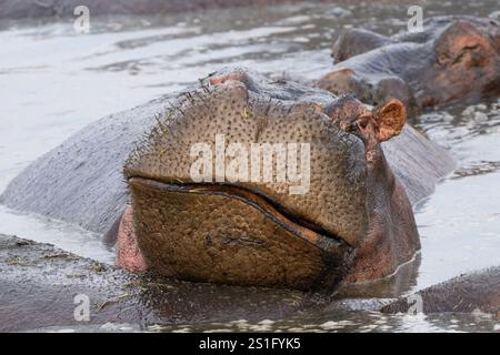 Hippopotamus (Hippopotamus amphibius) mit Kopf nach oben aus dem Wasser mit geschlossenem Mund Stockfoto