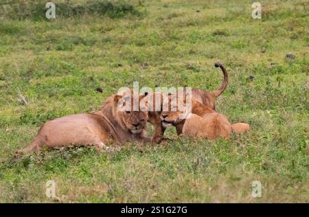 Lion (Panthera leo) Familiengruppe in intimer Begrüßung Stockfoto