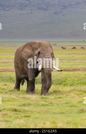 Afrikanischer Elefantenbulle (Loxodonta africana) im Ngorogoro-Krater Stockfoto