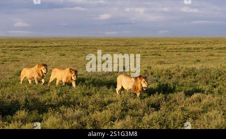 Drei Geschwister afrikanische Löwen (Panthera leo) ziehen durch die Savanne Stockfoto