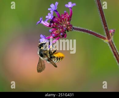 Eine weibliche Leafcutter-Biene, die sich an einem Purpletop-Vervain-Blumenkopf hält, mit einem aufgerollten Bauch, der ihre orangefarbenen Haare voller Pollen freilegt. Stockfoto