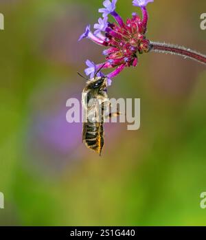 Eine weibliche Leafcutter-Biene hängt an einer kleinen Blume auf einem Purpletop-Vervain-Blumenkopf, während sie im Garten bestäubt. Stockfoto