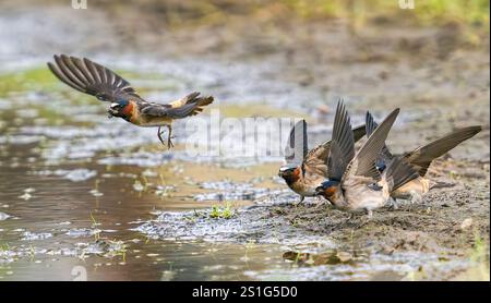 Eine Gruppe von Cliff Swallows taucht ihren Schnäbel in matschiges Wasser am Ufer und sammelt Schlamm, den sie zum Bau ihrer Nester im Frühling verwenden. Stockfoto