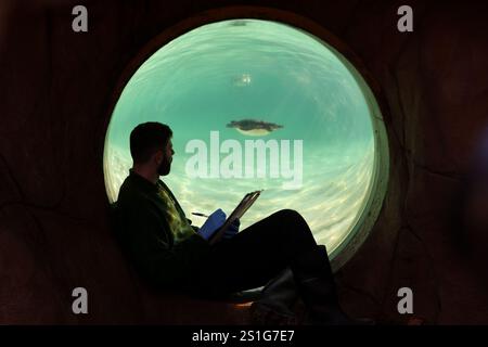 London, Großbritannien. Januar 2025. Ein Tierpfleger zählt Pinguine während der jährlichen Bestandsaufnahme im Londoner Zoo am 3. Januar 2025. Quelle: Xinhua/Alamy Live News Stockfoto