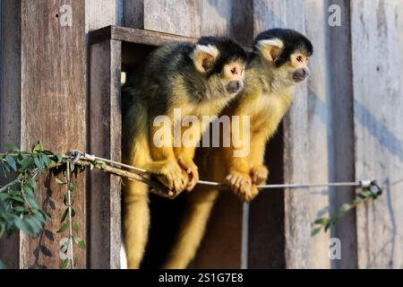 London, Großbritannien. Januar 2025. Eichhörnchenaffen stehen während der jährlichen Bestandsaufnahme im Londoner Zoo am 3. Januar 2025. Quelle: Xinhua/Alamy Live News Stockfoto