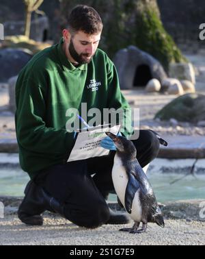 London, Großbritannien. Januar 2025. Ein Tierpfleger zählt Pinguine während der jährlichen Bestandsaufnahme im Londoner Zoo am 3. Januar 2025. Quelle: Xinhua/Alamy Live News Stockfoto