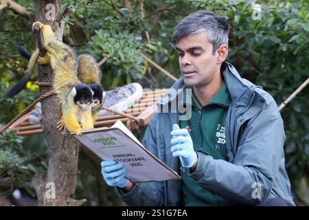 London, Großbritannien. Januar 2025. Ein Keeper zählt Eichhörnchenaffen während der jährlichen Bestandsaufnahme im Londoner Zoo am 3. Januar 2025. Quelle: Xinhua/Alamy Live News Stockfoto