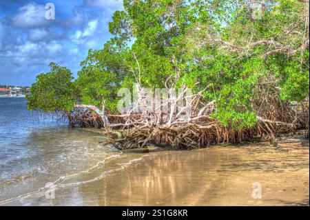 Intracoastal Waterway mit Mangroven in Jupiter Florida. Mangrovenwurzeln, Die In Den Sandy Beach Gehen. Stockfoto