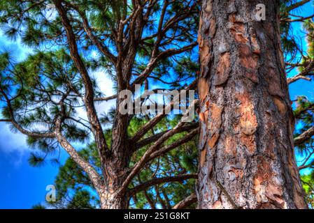 Florida Pine Tree Mit Blauem Himmel. Ein Blick auf einen großen Baum mit einem anderen Baldachin im Hintergrund. Stockfoto