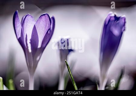 Violette Krokusblüten in sanfter Natur-Frühlingseinstellung Stockfoto