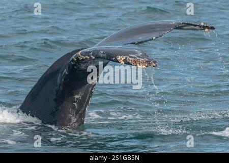 Walbarnakel (Coronula diadema) auf Buckelwalen (Megaptera novaeangliae) fluke oder Schwanz in Monterey Bay, Pazifik, Kalifornien. Stockfoto