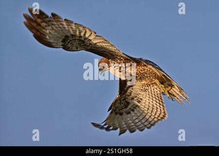 Rotschwanzfalke zeigt seine prächtigen Flügel Stockfoto