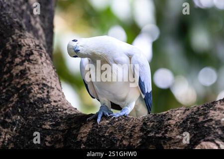 rattenkaisertaube (Ducula bicolor) am Baumschenkel. Blick zur Seite. In Hongkong. Stockfoto