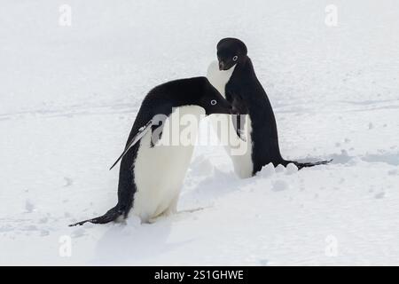 Zwei adelie-Pinguine (Pygoscelis adeliae) auf der Antarktischen Halbinsel. Im Schnee stehen. Stockfoto