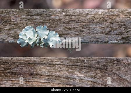 Flechten auf Holzlatten Dielen Bretter, Makronaheteil, verwittertes Vintage-Bio, Hintergründe Tapeten Textur Muster Stockfoto