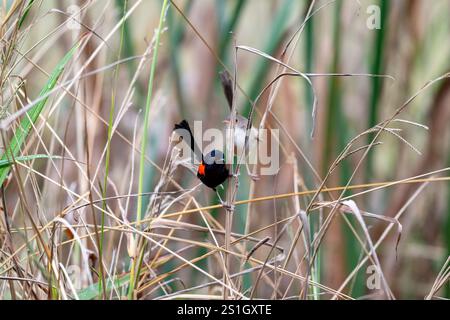 Roter Feenwrenvogel, männliches und weibliches Paar, Malurus melanocephalus, auf Grashalm, Queensland Australien Stockfoto