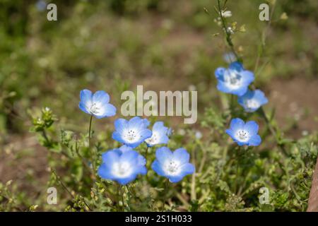Nemophila blüht im Park. Stockfoto
