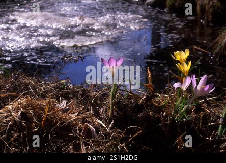Krokusse am Gartenteich, wenn das Eis abfällt Stockfoto