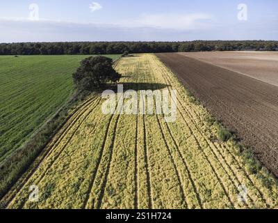Ackerland von oben gesehen mit einer einsamen Steineiche im Anbaufeld und einem großen Waldgebiet im Hintergrund, Viterbo-Gebiet in Mittelitalien Stockfoto