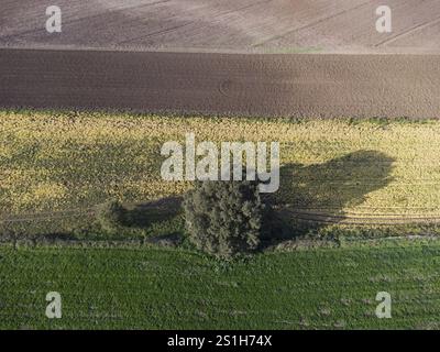 Ackerland von oben gesehen mit einer einsamen, schattigen Steineiche im Kulturgebiet Viterbo in Mittelitalien Stockfoto