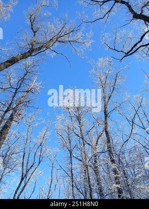 Blick von unten auf die Bäume im Winter. Niedrigwinkelaufnahme von Bäumen in einem Winterwald. Ich schaue auf die winterlichen Baumspitzen. Unteransicht der Baumspitzen Stockfoto