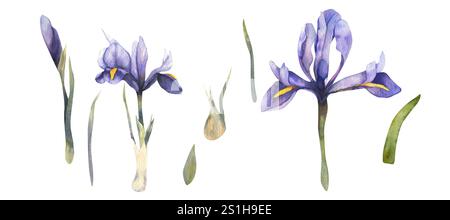 Frühlingsviolett Blumen Aquarellillustration. Isolierte florale Elemente, bauchige botanische Clipart für die Hochzeit, Muttertagsgrußkarte, Poster, in Stockfoto