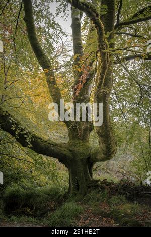Golitha Falls. Der stimmungsvolle alte Draynes Wood am Bodmin Moor in Cornwall in Großbritannien. Stockfoto