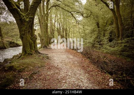 Golitha Falls. Der Beech Loop Pfad im alten Wald von Draynes Wood auf Bodmin Moor in Cornwall in Großbritannien. Stockfoto